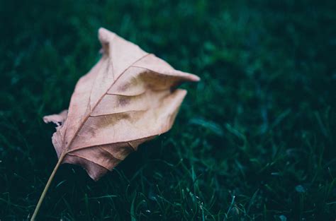 3840x2160 Wallpaper Green Leaf Peakpx