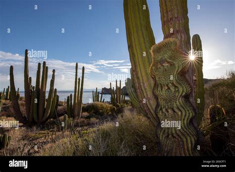 Endemic Giant Barrel Cactus Ferocactus Diguetii On Isla Santa