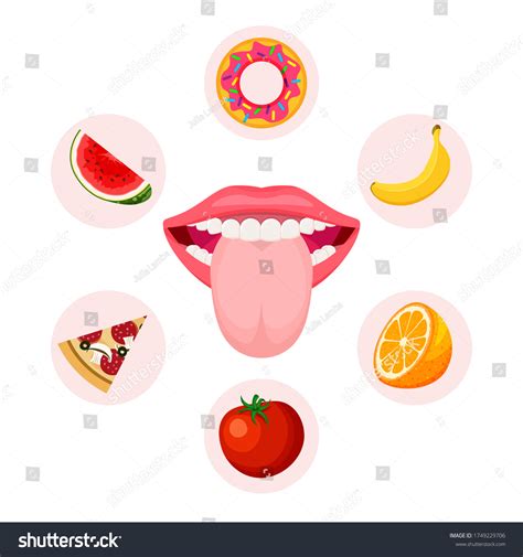 Sense Organs Taste Educational Anatomy Visual Stock Vector (Royalty ...