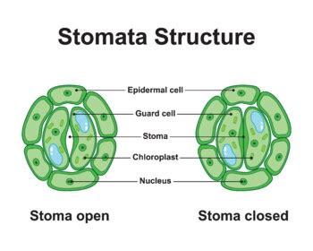 Stomata Structure Stoma Open And Stoma Closed By Adm Science Tpt