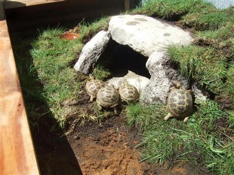 Click This Image To Show The Full Size Version Tortoise Enclosure Russian Tortoise Tortoise