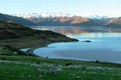 Lake Wanaka Winter with sheep - Discover Wanaka