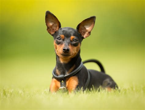 Pinscher Conheça Esta Raça De Cães E As Suas Caraterísticas