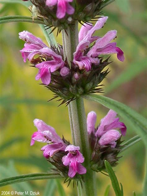 Leonurus sibiricus (Siberian Motherwort): Minnesota Wildflowers