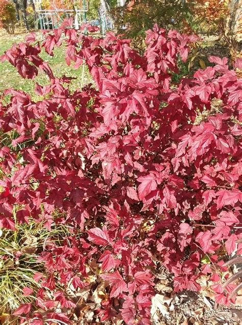 Intensifying Fall Color Of Lady In Red® Ninebark Physocarpus