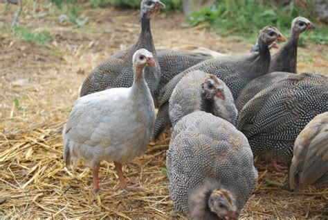 Bear Butte Gardens Blog The Guineas In The Garden