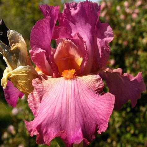 Ramblin Rose Tall Bearded Iris Nola S Iris Gardens In 2024 Iris