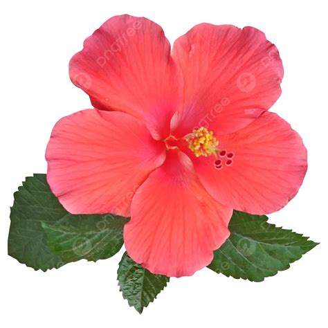 Red Hibiscus Flower With Leaves Hibiscus Flowers Red Flower Png