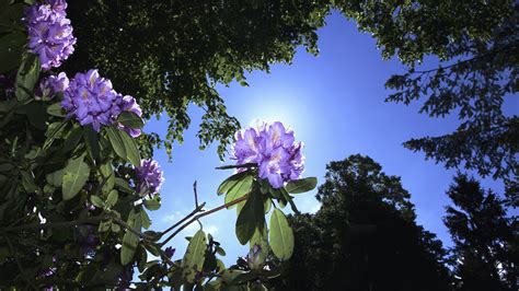 Free Images Tree Nature Branch Blossom Sky Sunlight Leaf