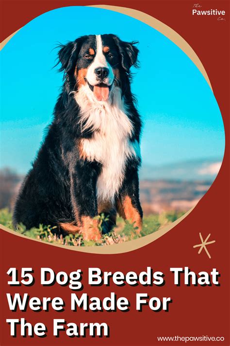 15 Of The Best Farm Dog Breeds That Are Herding Dogs Guardian Dogs