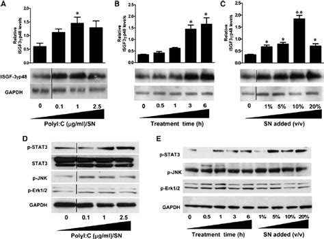 Effect Of Polyi C Stimulated Hcmec D3 Culture Sn On The Activation Of Download Scientific