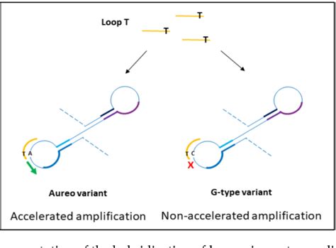 Figure From A Fast Naked Eye Assay For Varietal Traceability In The Durum Wheat Production