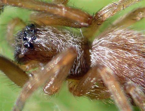 Badumna Longinqua Brown House Spider