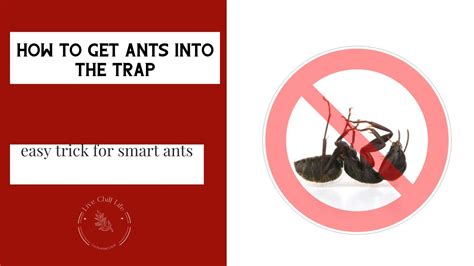 Do Raid Ant Traps Work 28 Most Correct Answers