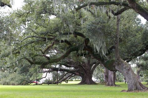 17 Great Types Of Oak Trees In Georgia ProGardenTips