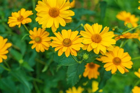 Ecco L Heliopsis Una Pianta Dai Fiori Gialli Perfetta Per Ornare Il