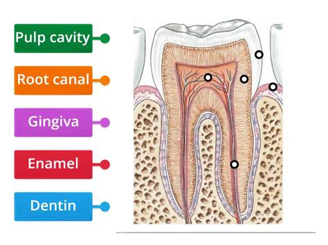 Tooth Anatomy - Labelled diagram