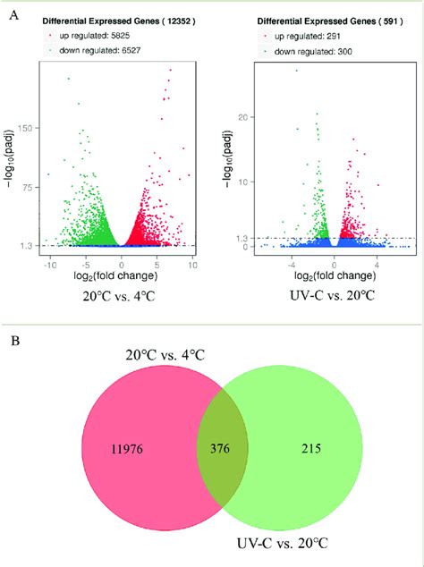 Volcano Plots And Venn Diagrams Of Degs Degs Of 20˚c Vs 4˚c And Uv C