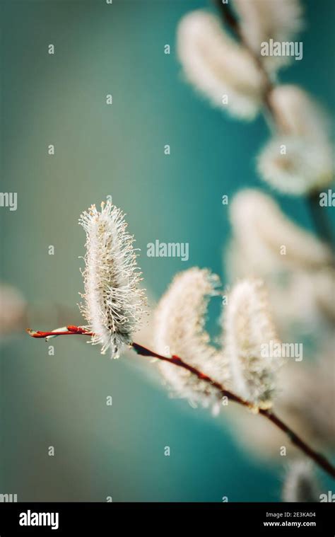 Early Spring Background In Creative Colors Pussy Willow Catkins Close