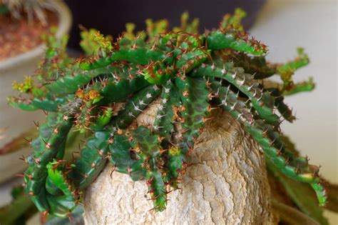 Комнатные молочаи — какие бывают и как их выращивать? | Euphorbia ...