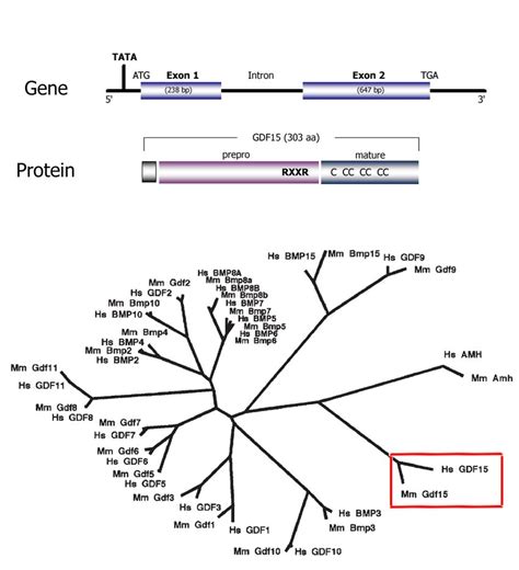 1-Top: Schematic representation of GDF15 gene and protein structure ...