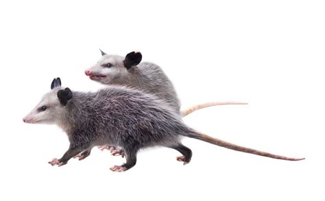 Possum Animal Facts | Phalangeriforme | AZ Animals