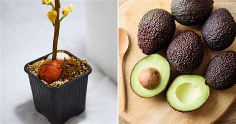 Tips For Growing Avocado In A Pot And Getting It To Fruit Garden Beds