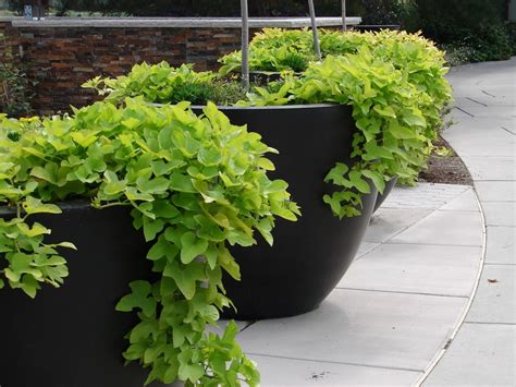 Growing Sweet Potatoes in Containers » Top Tips