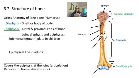 Skeletal System Bone Tissue