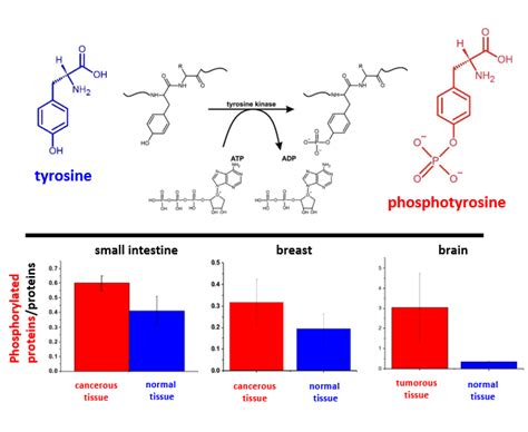 Phosphorylation De La Tyrosine