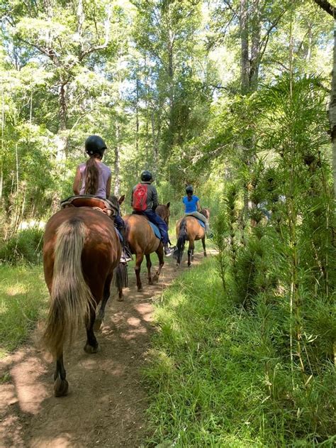 horses | Horseback riding trails, Horseback riding, Kentucky horse park