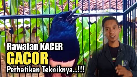 Trik Rawatan Harian Kacer Agar Gacor Dan Setabil Youtube