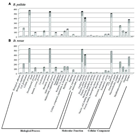 Histogram Presentation Of Gene Ontology GO Classification Of B