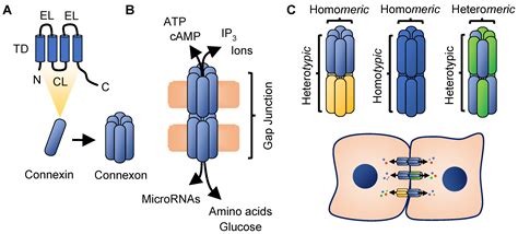 Gap Junction Connexin