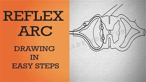 Reflex Arc Diagram Class 10 Easy