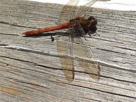 Große Heidelibelle Sympetrum striolatum Große Heidelibel Flickr