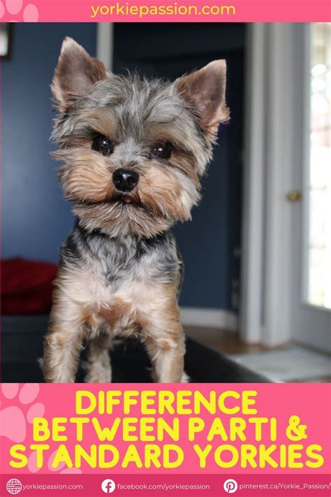 Find Out The Differences Between Parti Yorkie Puppies And Standard