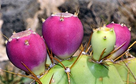 El Gobierno De Canarias Estudia El Uso De La Tunera En Zumos Como