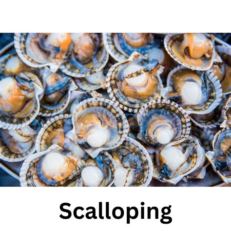 Scallop Season Starting Soon