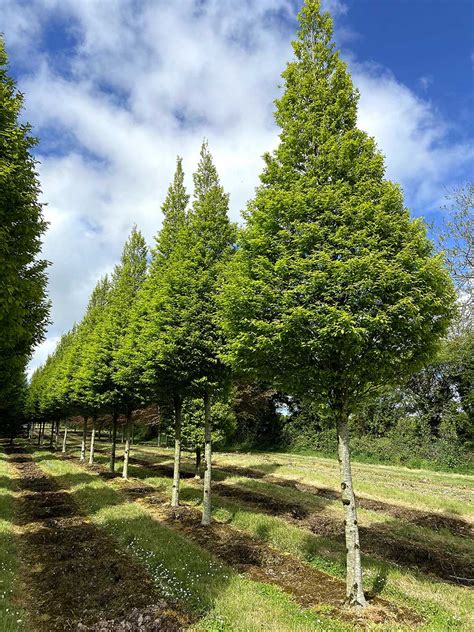 Carpinus Betulus Fastigiata