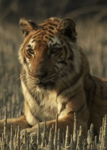 Bengal Tiger Cat GIF - Find & Share on GIPHY