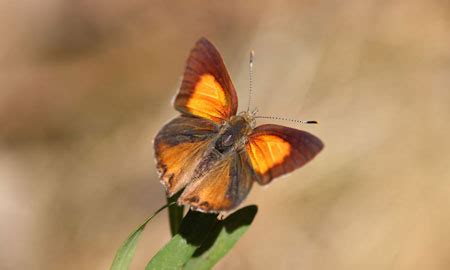 Eltham Copper Butterfly Dcceew