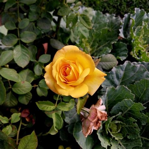 Premium Photo | A yellow rose in garden