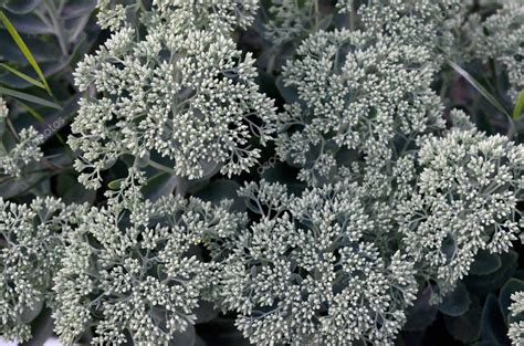 Lote De Flores Hylotelephium Telephium Flores Blancas Con Hojas Y