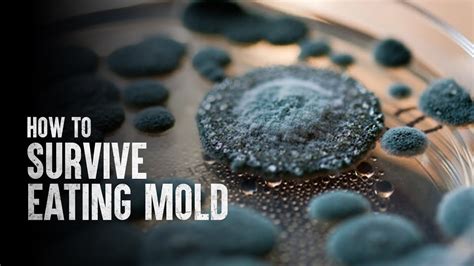 How To Survive Eating Mold YouTube