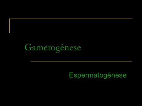 Espermatogênese