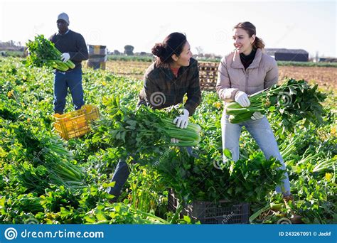 Cheerful Friendly Farm Workers Harvesting Celery On Farm Field Stock