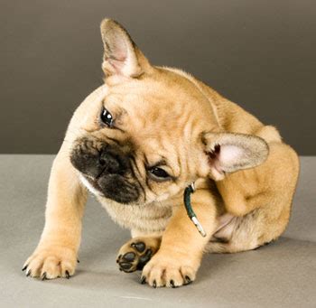 Atopy: Inhalant Allergies in Dogs