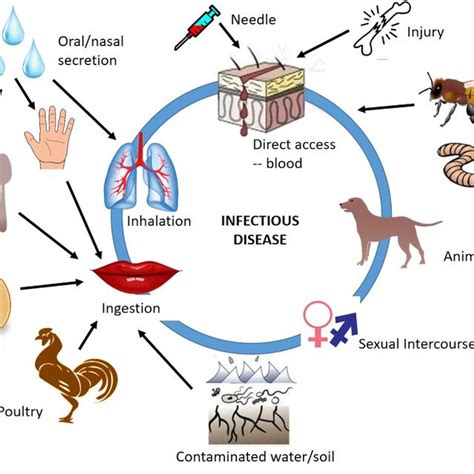 Transmission pathways of infection or pathogenic microbes. | Download Scientific Diagram