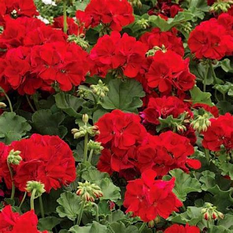 Calliope Dark Red Geraniums 4″ Pots Fish Farm Market